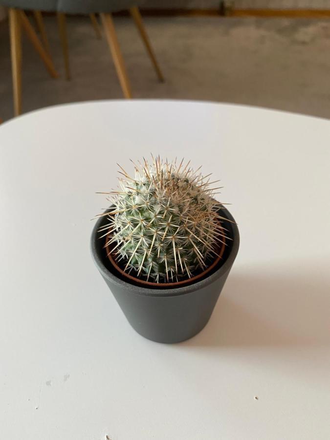 Apartment Cactus 021 诺威萨 外观 照片